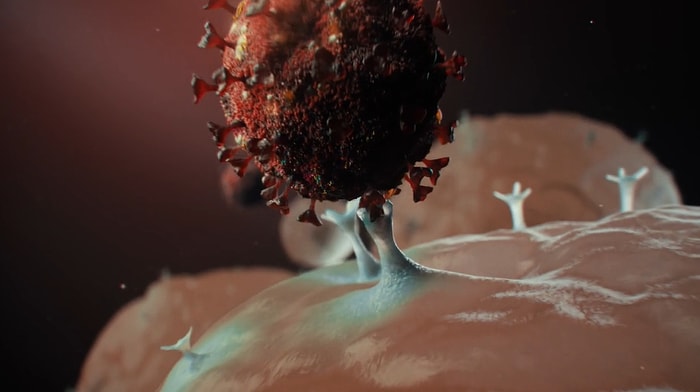 Koronavirüs İnsanlarda Hücrenin İçine Nasıl Giriyor?