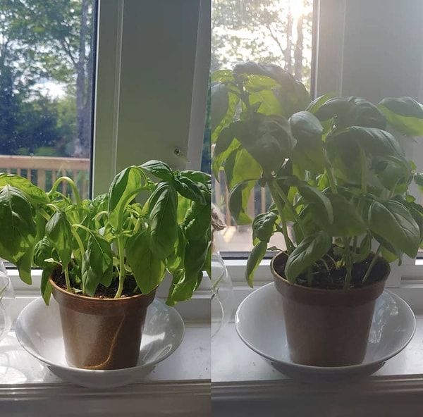 14. Растение до и после того, как его полили: