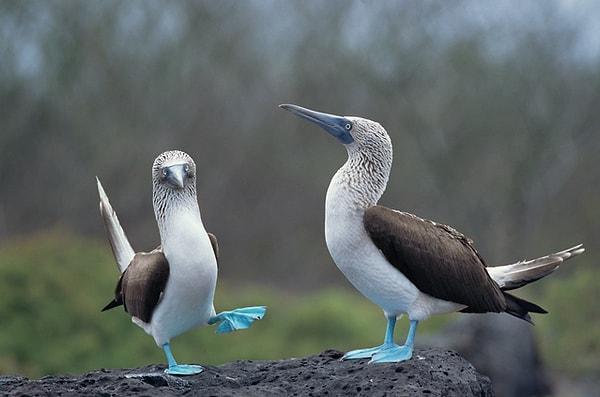 13. Mavi ayaklı Sula kuşları