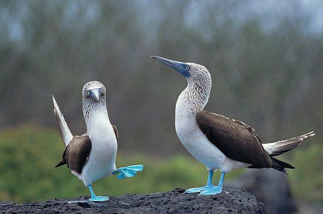 13. Mavi ayaklı Sula kuşları