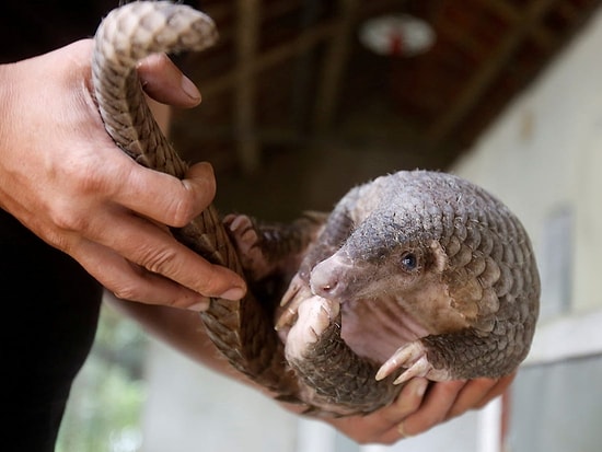 Çin'in El Koyduğu Pangolinlerde Kovid-19’a Benzer Koronavirüsler Bulundu