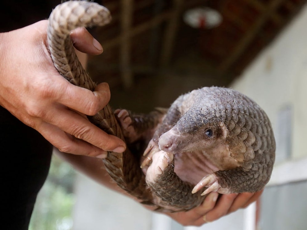 Çin'in El Koyduğu Pangolinlerde Kovid-19’a Benzer Koronavirüsler Bulundu