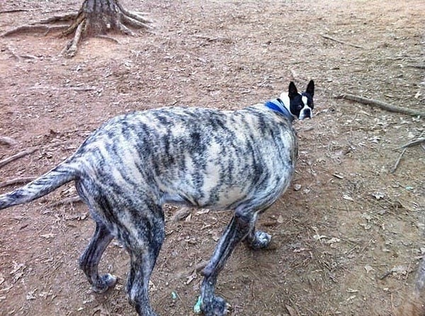 14. И его собака: