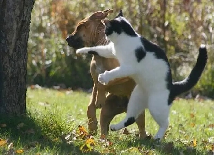 23 идеально запечатленные фотографии, как отдельный вид искусства