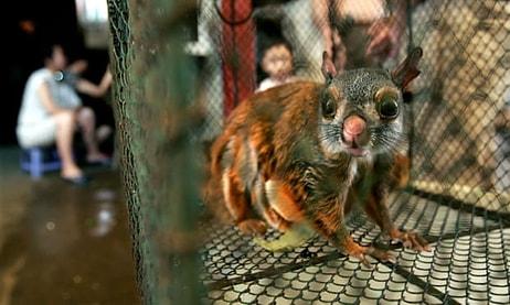 Çin'de Koronavirüsün Ortaya Çıktığı Vahşi Hayvan Pazarları Yeniden mi Açılıyor?
