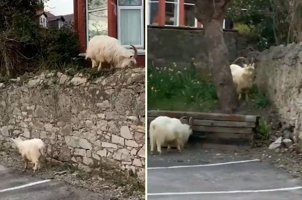 Koronavirüs Nedeniyle Karantinaya Çekilen İnsanların Sokaklarda Oluşturduğu Boşluğu Dağ Keçileri Doldurdu