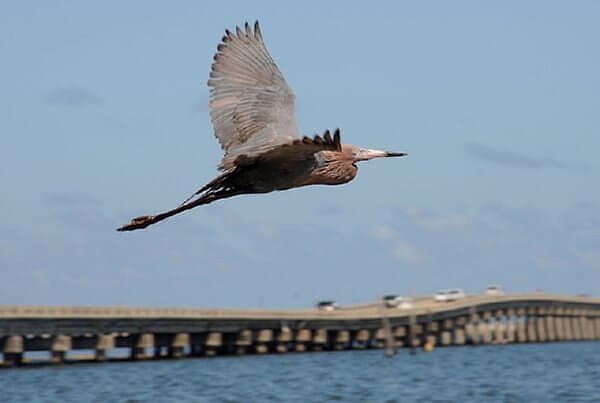 7. Хвост, ноги и все концы крыльев этой цапли пропитаны нефтью.