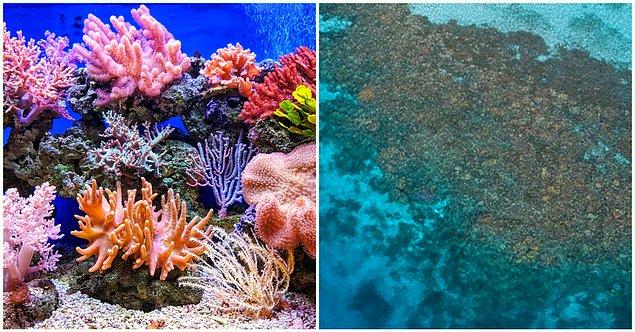 10. Yükselen deniz sıcaklıkları dünya çapındaki renkli mercan resiflerini öldürüyor ve bu durum bize yürek parçalayan bir su altı manzarası bırakıyor.