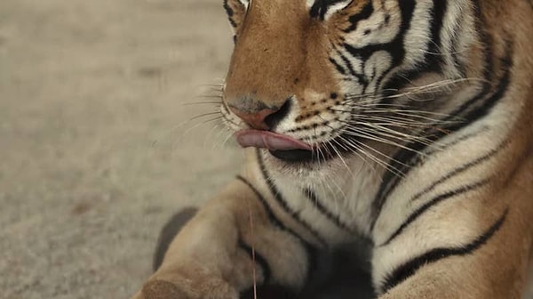 8. Чтобы правильно кормить одного тигра, нужно не менее 200 долларов в неделю.