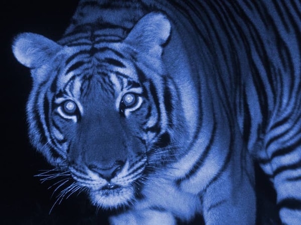 13. Тигры, как правило, ведут ночной образ жизни в дикой природе.