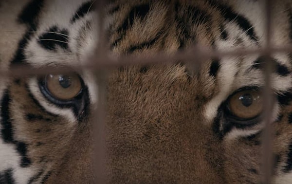 14. Наконец, владение тигром незаконно.