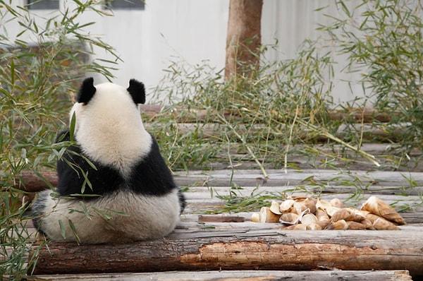 Hayvanat bahçesine göre bir pandanın hamilelik süresi 72-324 gün arasında değişiyor ve hamilelik, doğumdan iki hafta önce ultrasonla tespit edilebiliyor.