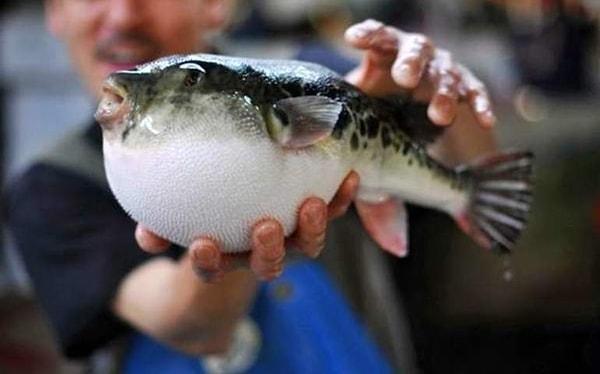 3. 'Fugu' adındaki zehirli balık, her yıl yaklaşık 300 kişinin ölmesine neden olur.