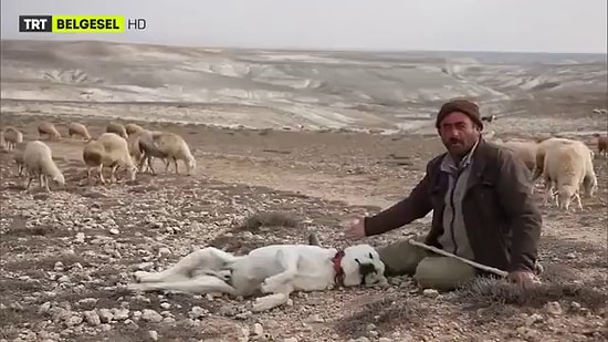 Sözleşmesi Bittiği İçin Hayvanlarla Vedalaşmak Zorunda Kalan Çoban