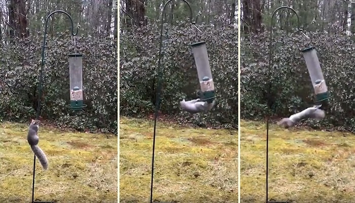 Kuş Yemlerine Dadanan Sincabın Hayatının En Büyük Dersini Aldığı Anlar