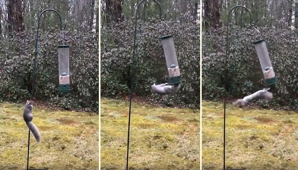 Kuş Yemlerine Dadanan Sincabın Hayatının En Büyük Dersini Aldığı Anlar