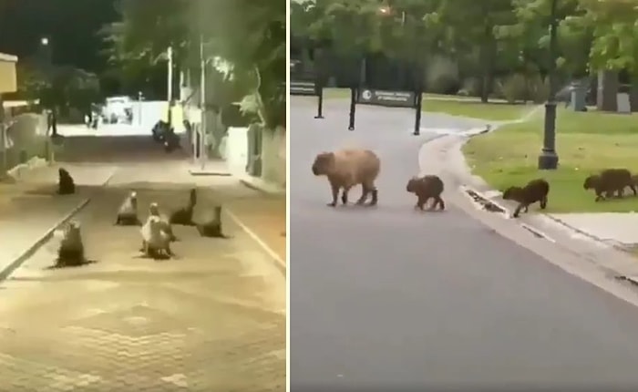 İnsanların Evlerine Çekilmelerinin Ardından Boş Kalan Sokakların Tadını Çıkaran Hayvanlar