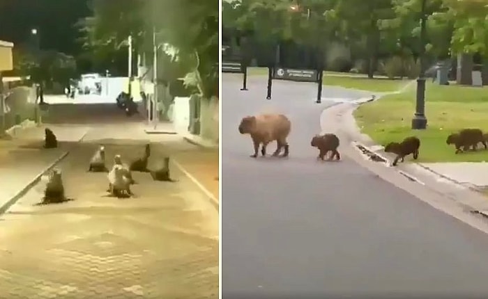 Уникальные кадры: животные наслаждаются пустыми улицами во время того, как люди закрылись в своих домах
