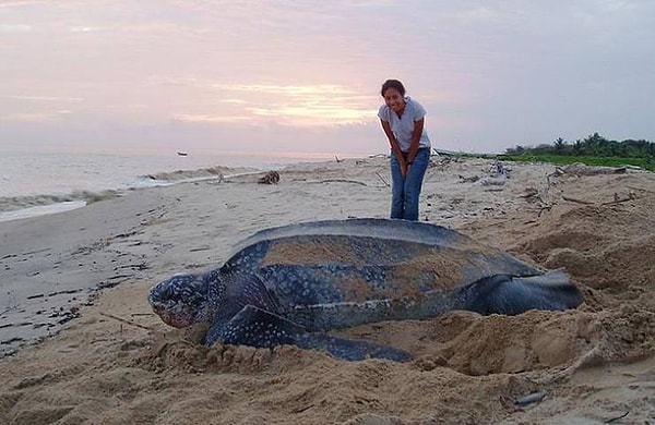 7. Находящаяся под угрозой исчезновения морская черепаха Leatherback - самая большая морская черепаха на планете.