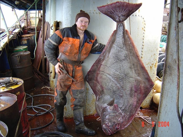 13. Вы, вероятно, пробовали тихоокеанского палтуса, но, скорее всего, не видели, как на самом деле выглядит рыба.