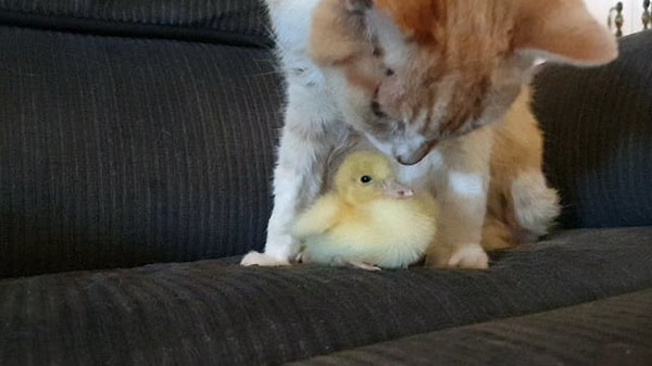 10. Этот котенок решил побыть в роли мамочки для этого маленького утенка: