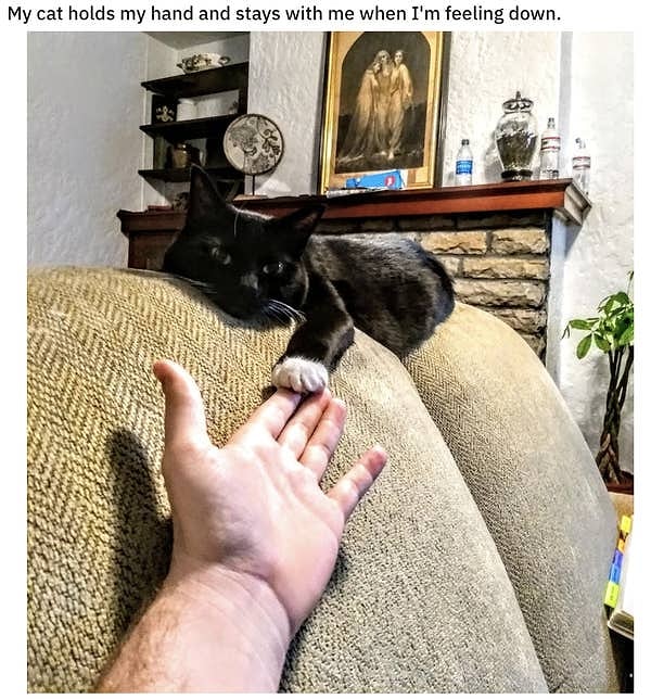 13. Эта кошечка создана для оказания поддержки без слов: