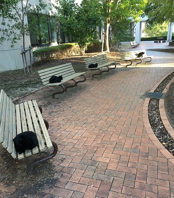 3. Как вы уже поняли, кошки - умные животные...