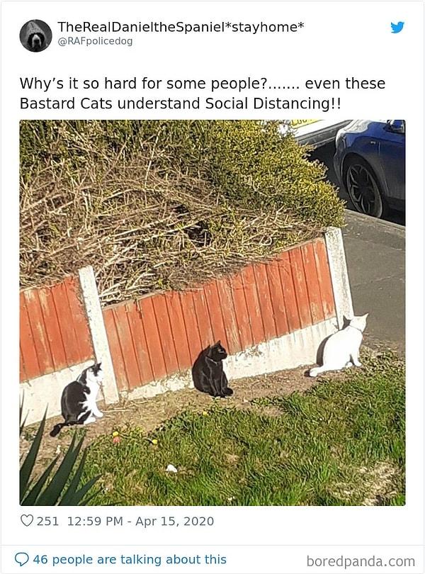 22. "Bazı insanlar için bunu başarmak niye çok zor? Bu kediler bile sosyal mesafeyi anlıyor!"