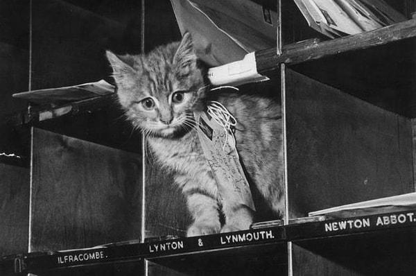 11. 1879 yılında Belçika kedileri postacı olarak kullanmaya çalışmış fakat başarısız olmuştu.