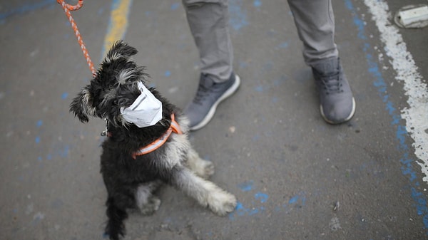 Собака в маске, Колумбия