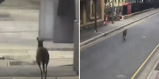 İnsanların Evlerine Çekildiği Avustralya'da Sokaklar Kangurulara Kaldı