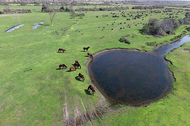 Kızılırmak deltası