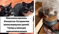 35 фото кошек, которые заставят вас улыбнуться