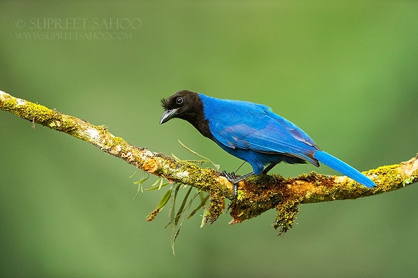 16. Лазурная сойка