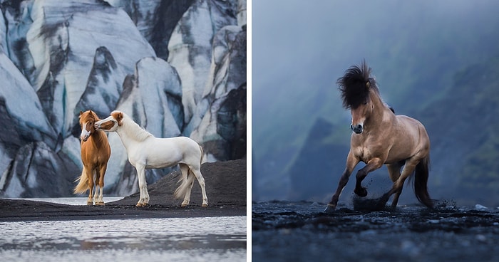 20 захватывающих фотографий лошадей в исландских пейзажах, которые заставят вас затаить дыхание