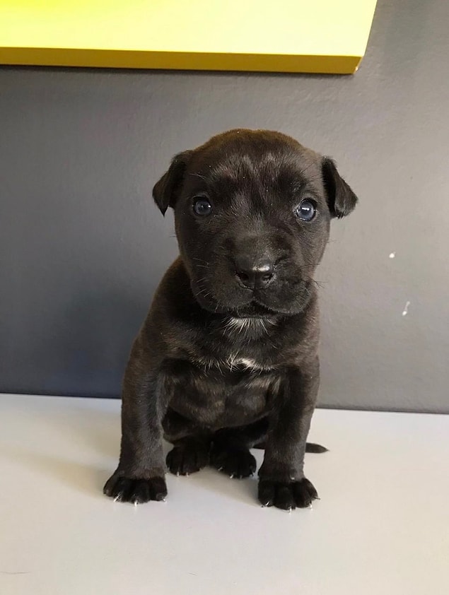 Şu köpek havladığı için rahatsız olmuş. Şu köpek.