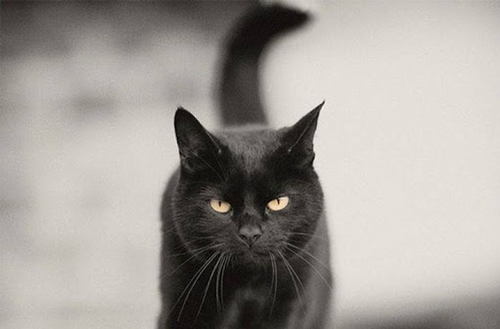 Во Вьетнаме едят мясо черных кошек, чтобы спастись от КОВИД-19