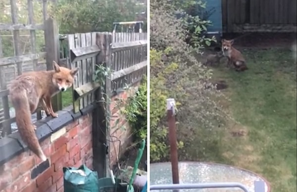 3. Лисы используют сады людей, чтобы выращивать своих детенышей