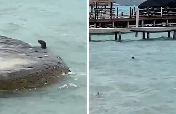 9. В мексиканском городе Бакалар, который обычно переполнен туристами, была замечена выдра