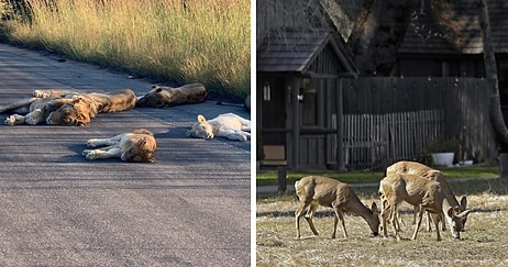 Животные возвращаются в города, в то время, как люди изолированы в своих домах