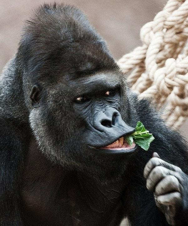 5. Gorillerin beslenme rutinleri oldukça yoğundur çünkü büyüklükleri ve kas kütlesi nedeniyle günlük olarak çok miktarda besin tüketmeleri gerekmektedir.