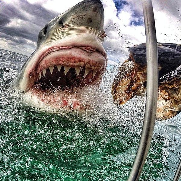 1. Bu devasa köpek balığının bırakın yakınından geçmeyi, sadece fotoğrafını görmek bile insanın içini ürpertiyor öyle değil mi?