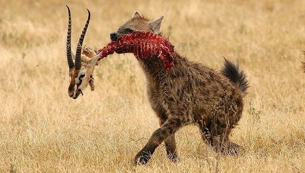 17. Ormanların kralının bile varlığından çekindiği sırtlan, akşam yemeğinde zavallı bir antilopu mideye indiriyor.