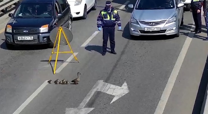 Ördek Ailesinin Karşıdan Karşıya Geçmesi İçin Trafiği Durduran Polisler