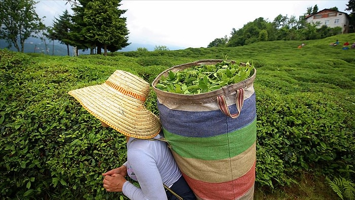 Rize'de Çay Toplamak İçin 6 Bin 900 TL Maaşla İşçi Aranıyor