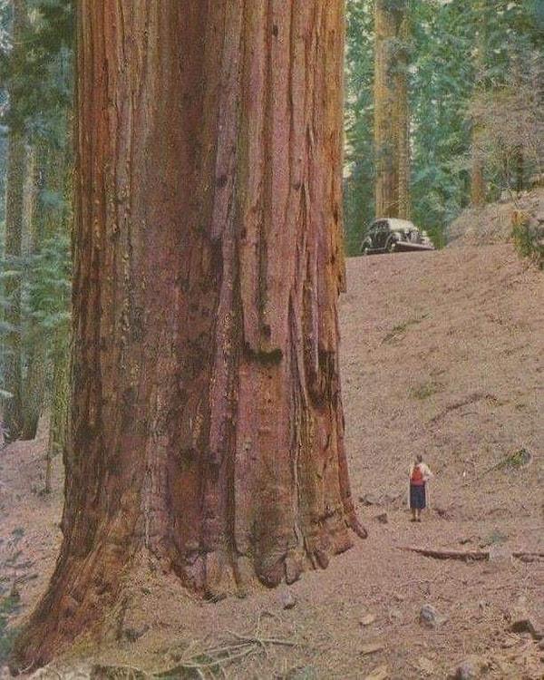 17. Daha önce bu kadar büyük bir ağaç görmüş müydünüz?