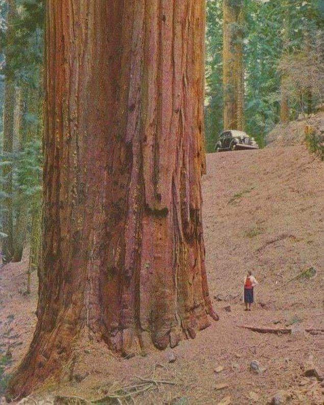 17. Daha önce bu kadar büyük bir ağaç görmüş müydünüz?
