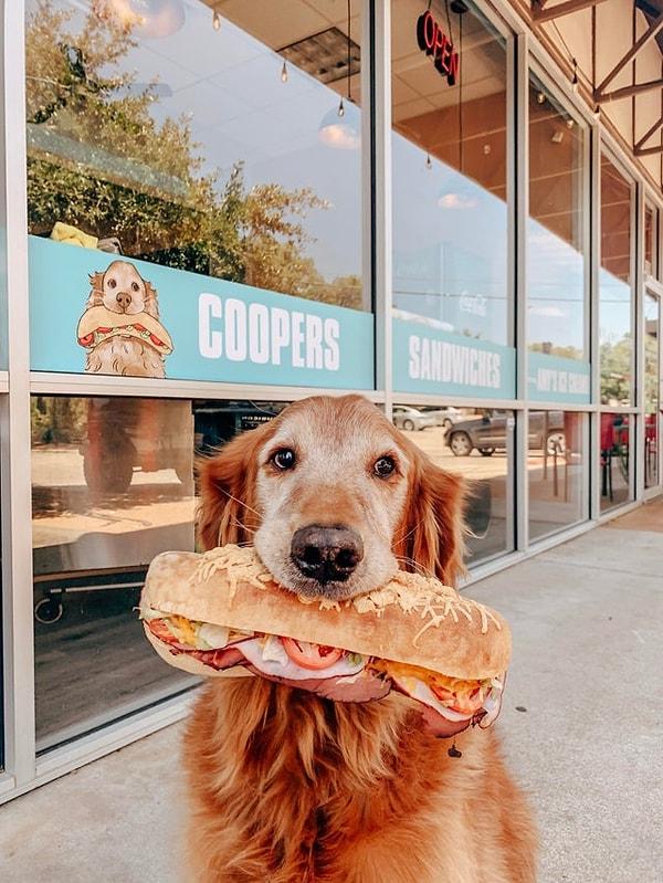 5. Kurtarma köpeği olan Cooper'ın ilk yemeği masadan çaldığı bir sandviçken, 5 yıl sonra kendi sandviç dükkanının sahibi olmuş.