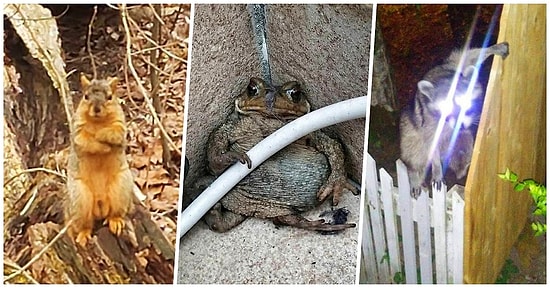 27 причудливых кадров дикой природы от фотографов-любителей, которым точно не стать профессионалами