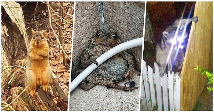 27 причудливых кадров дикой природы от фотографов-любителей, которым точно не стать профессионалами